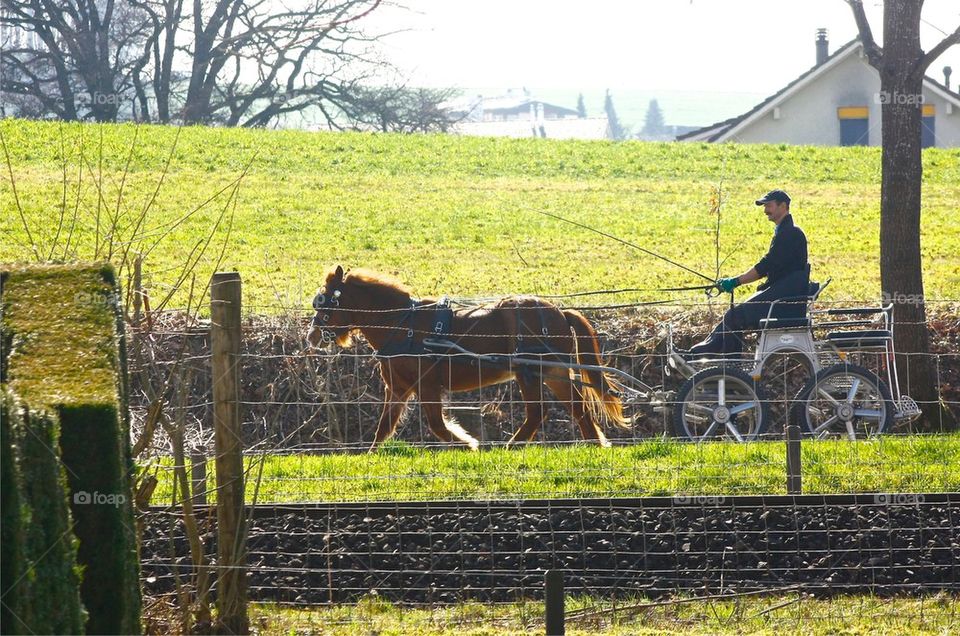 Horse Car