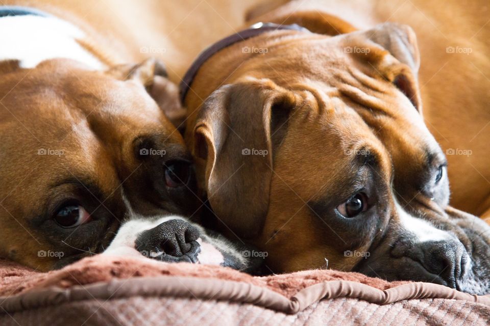 Cuddling Boxers