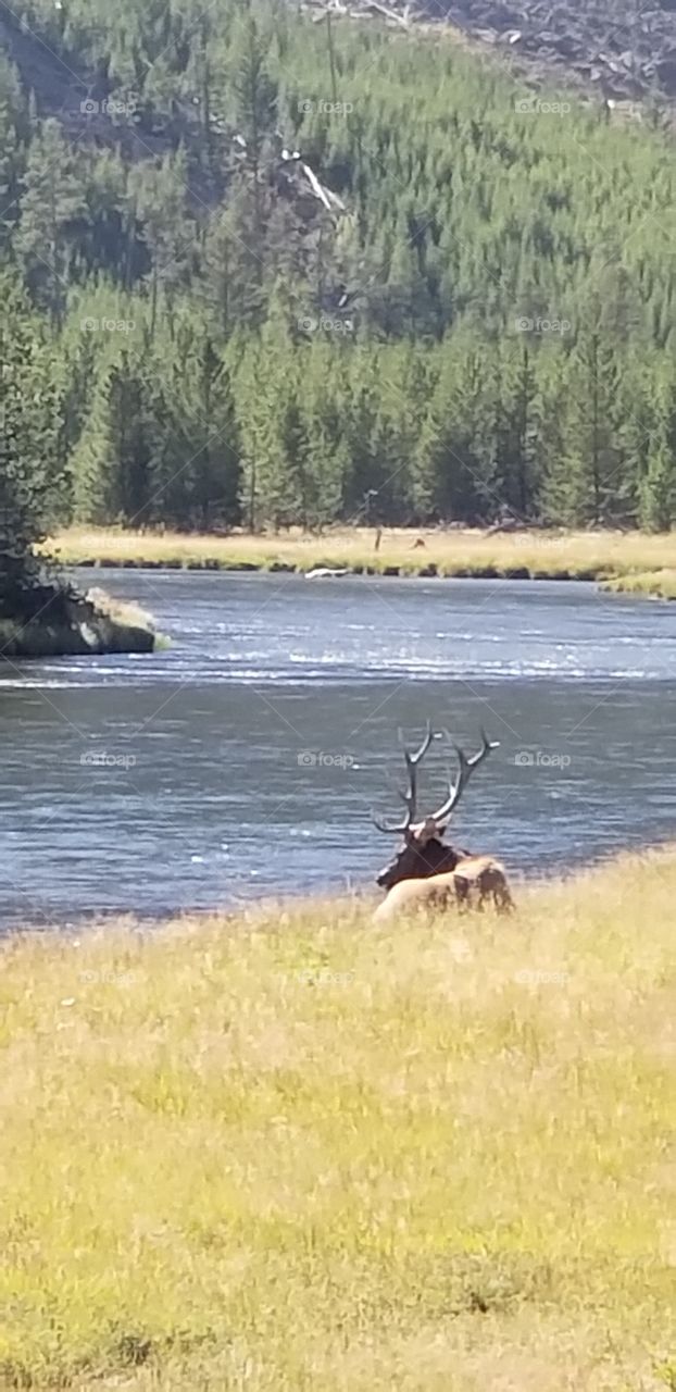 elk in Yellowstone National park