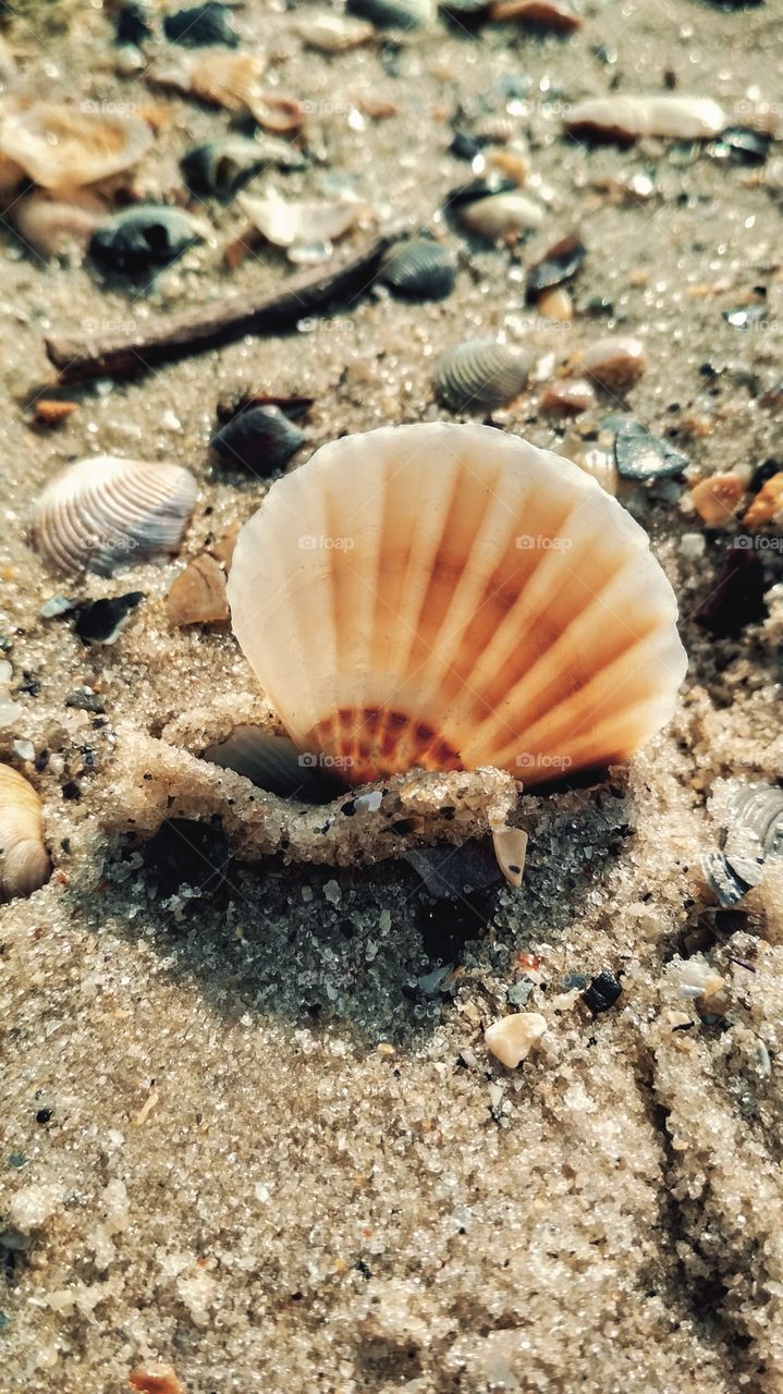 Seashell