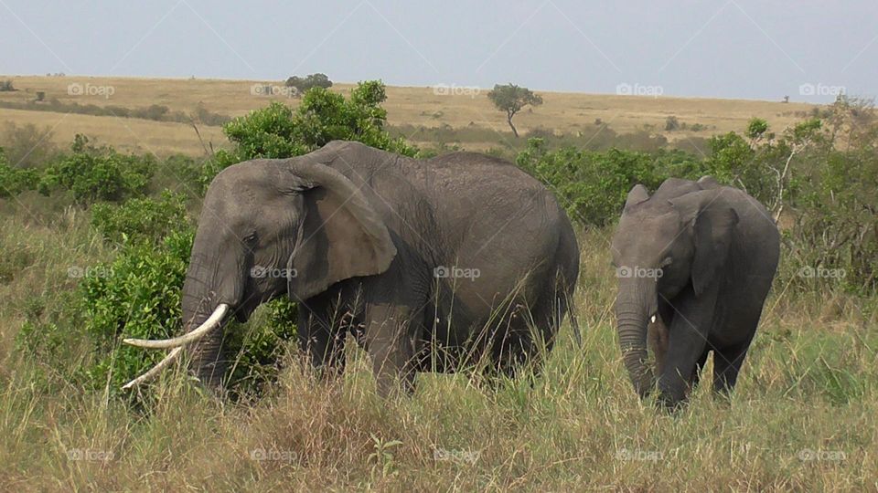Elephant with her calf busy grazing