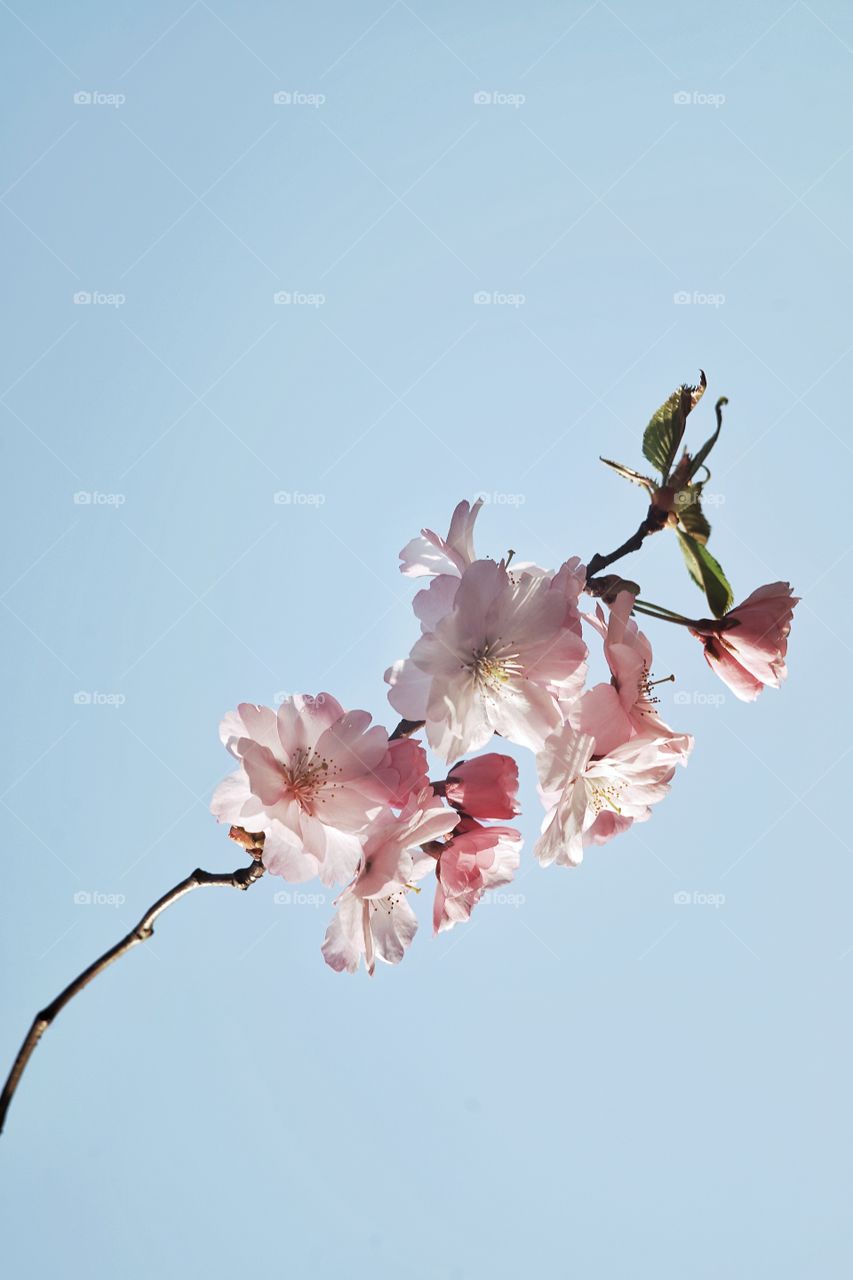 Sakura