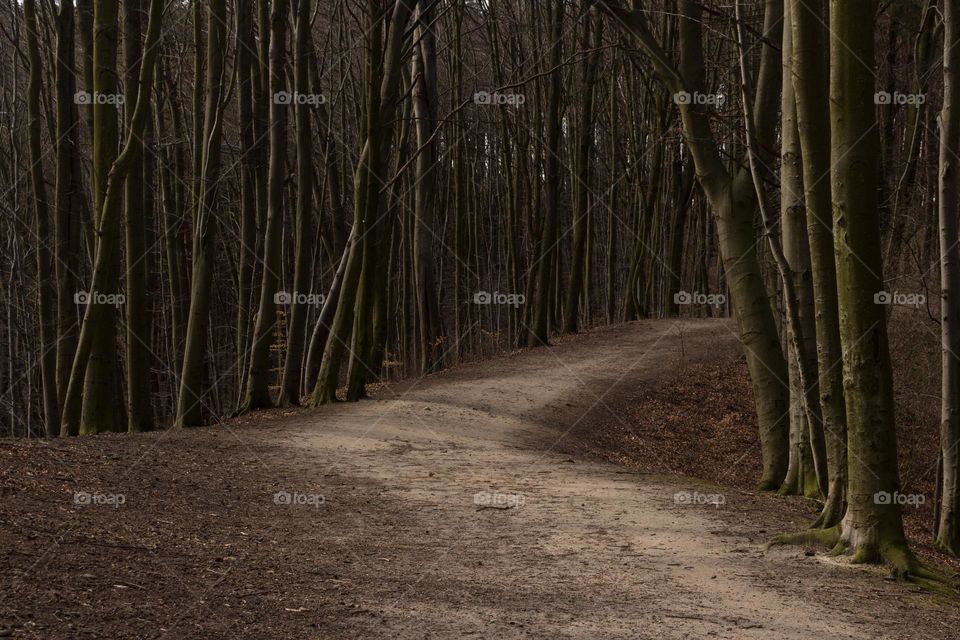 Walking Path Between Trees in Spring Park