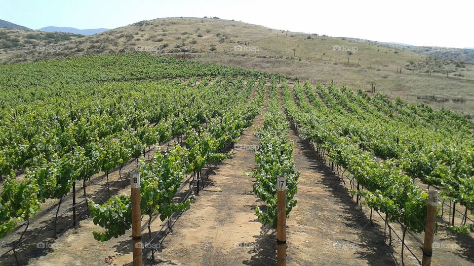 Vineyard rows at winery 