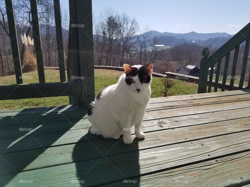 black and white cat on pot h woth mountain view