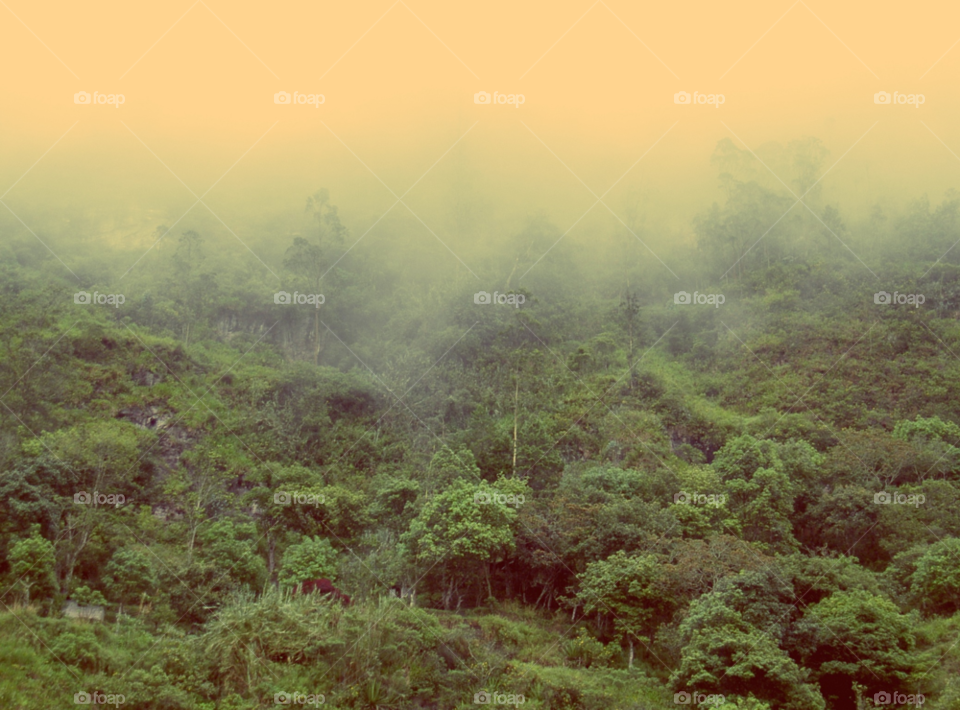 trees jungle cloudy mist by Kamisaraki