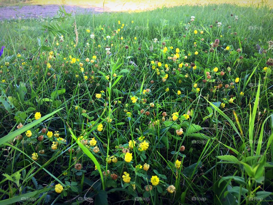 Yellow field flowers 