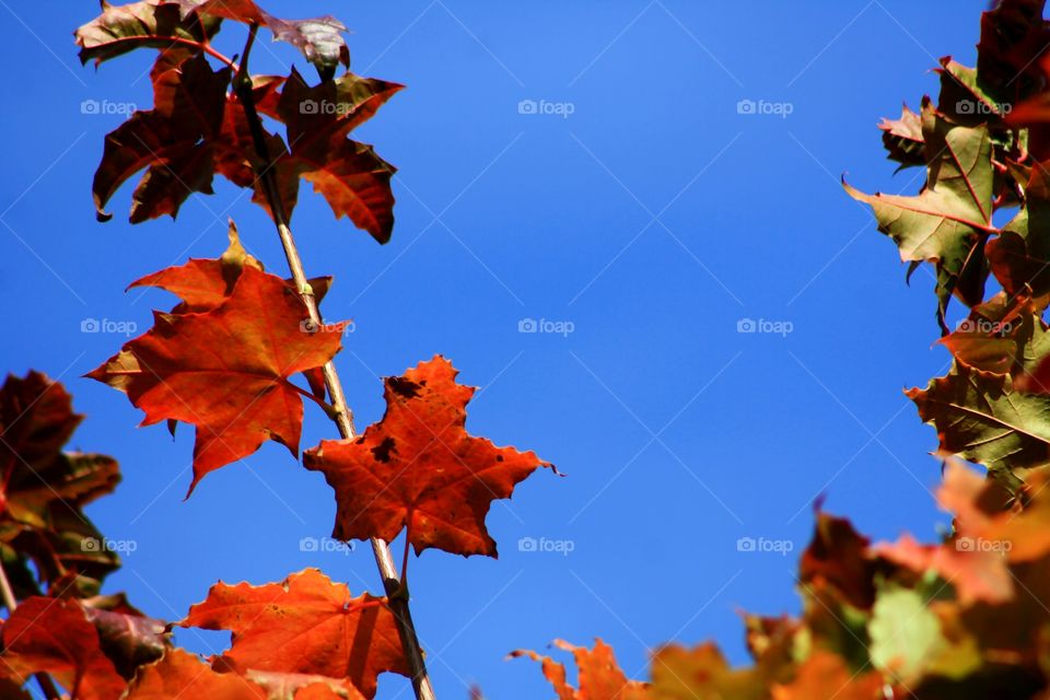 Red autumn leaves