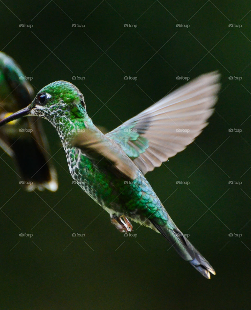Green-crowned brilliant hummingbird Costa Rica
