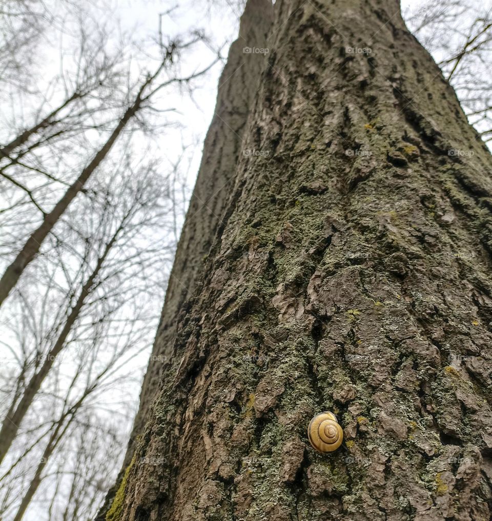 snail 🐌 on a tree view from the ground