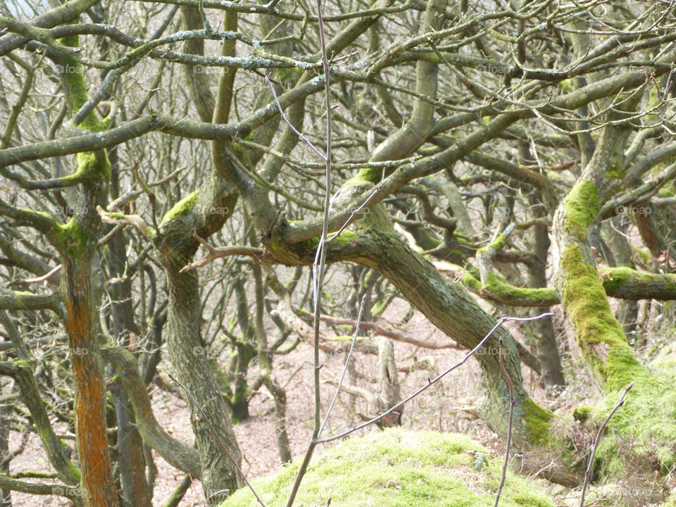 green wood trees autumn by samspeed87