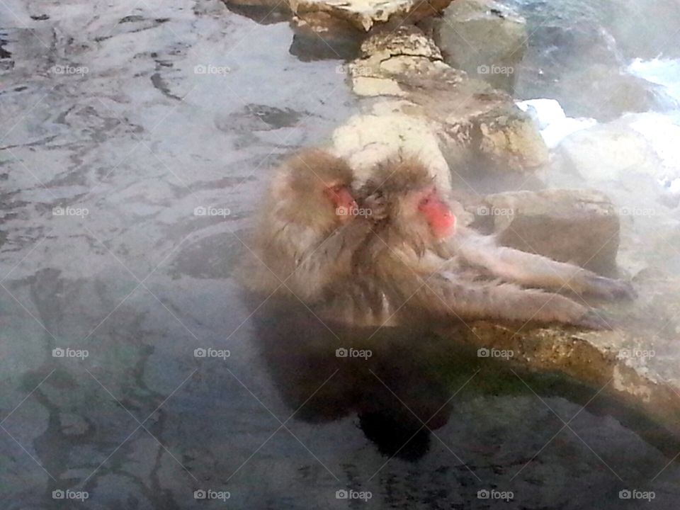 Japanese Macaque Monkeys relaxing in hot spring