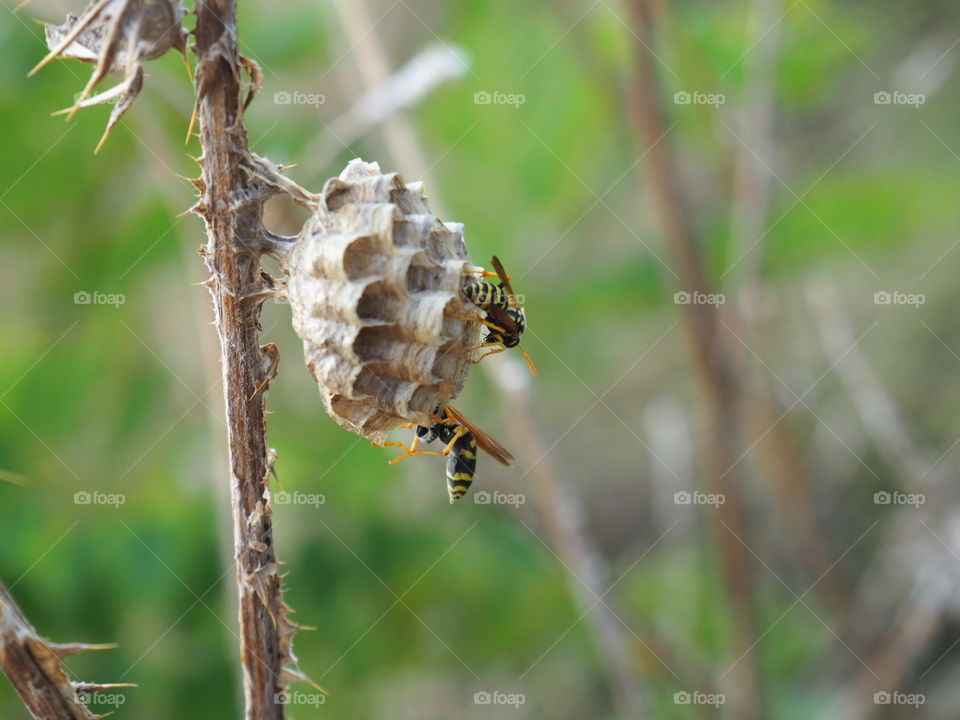 wasp nest