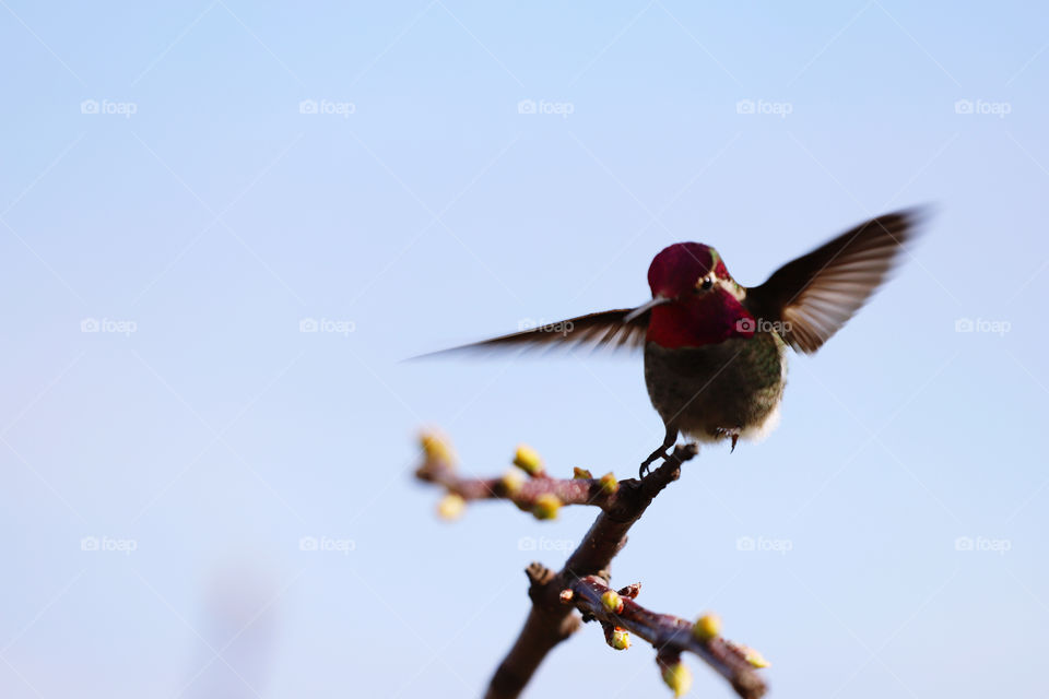 Hummingbird landing on a sprouting branch