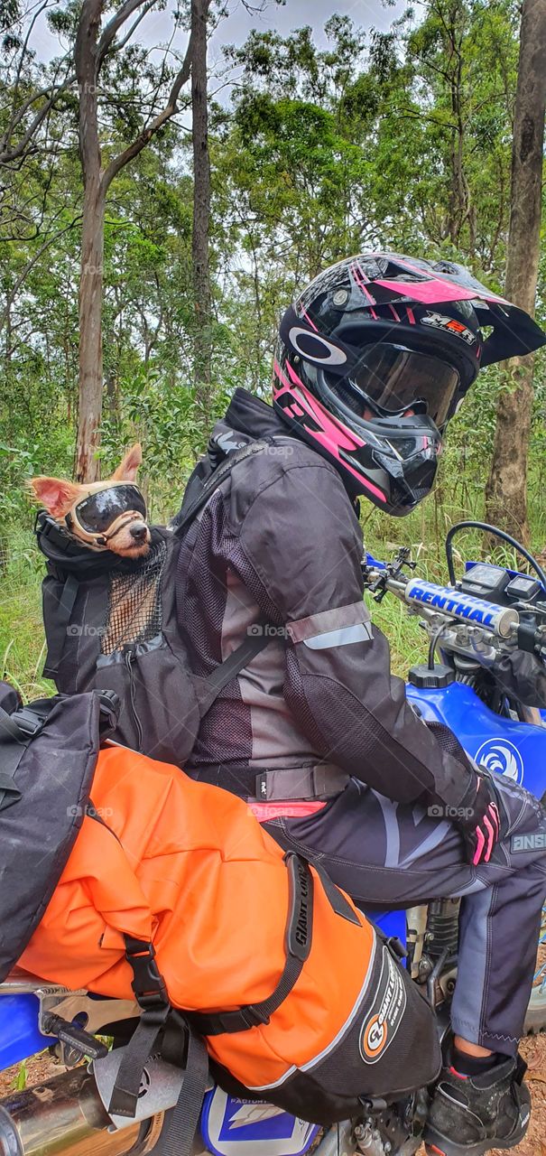 dog camping with his owner on a motorbike