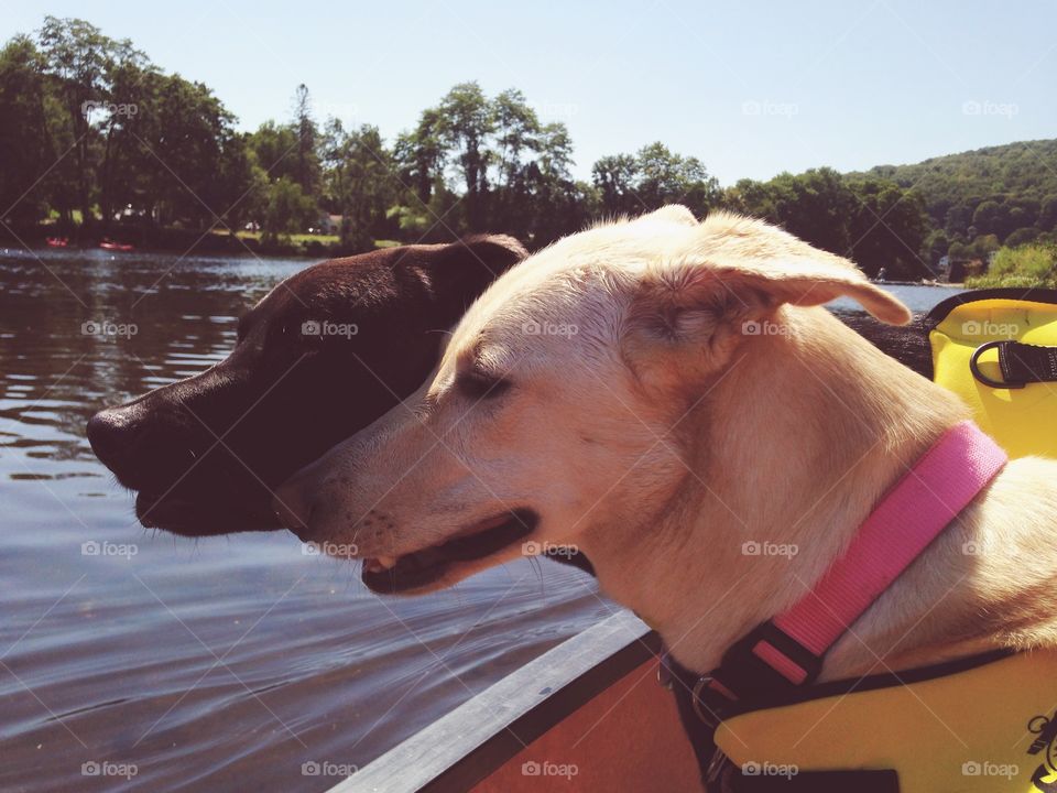 Canoe Dogs