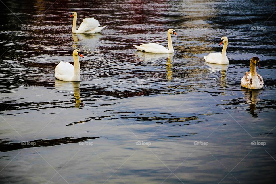 Swans in a lake