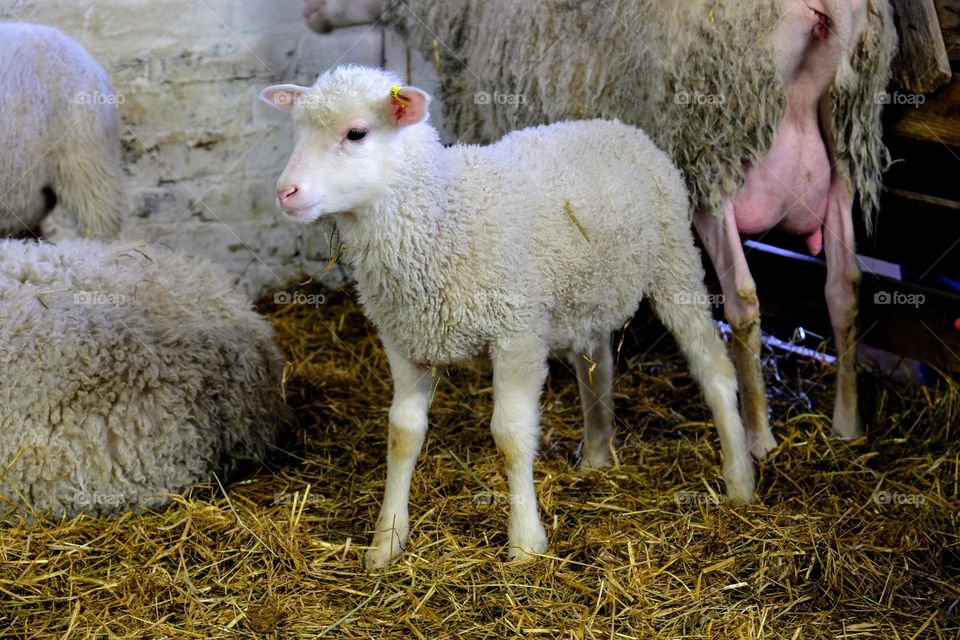 Young sweet baby lamb staying behind his mother and curiously observing barn surroundings