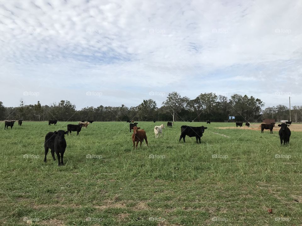 Time for the cows!