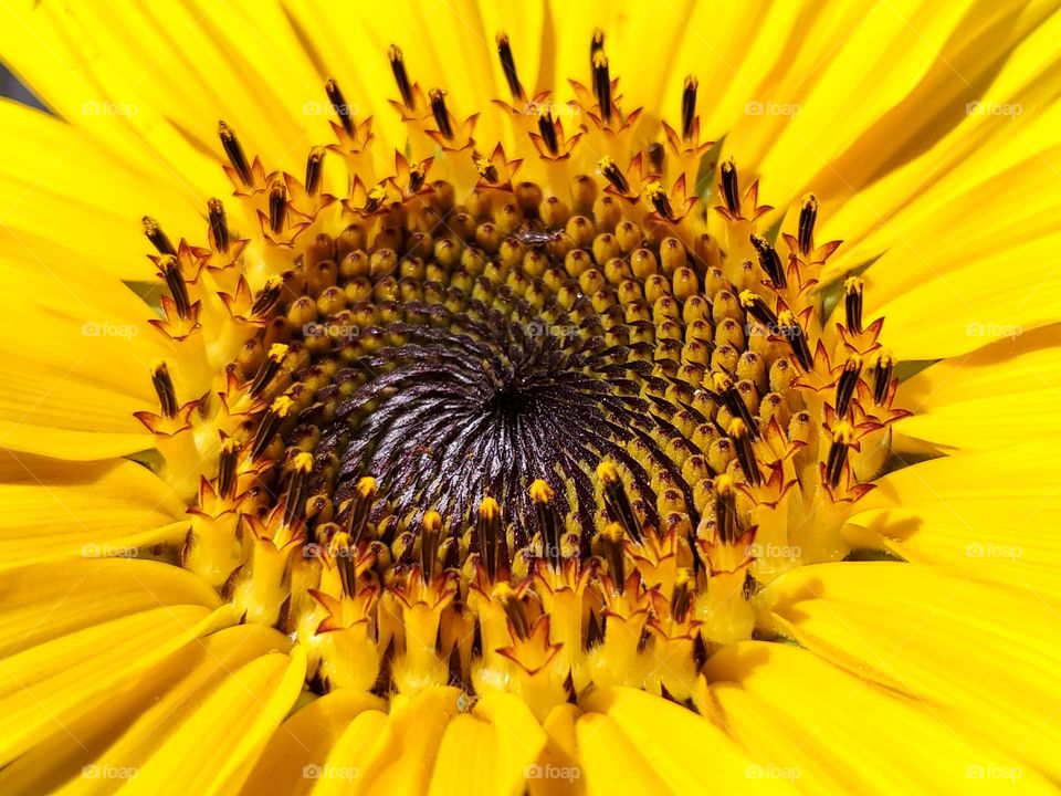 Macro- radial symmetry of a sunflower