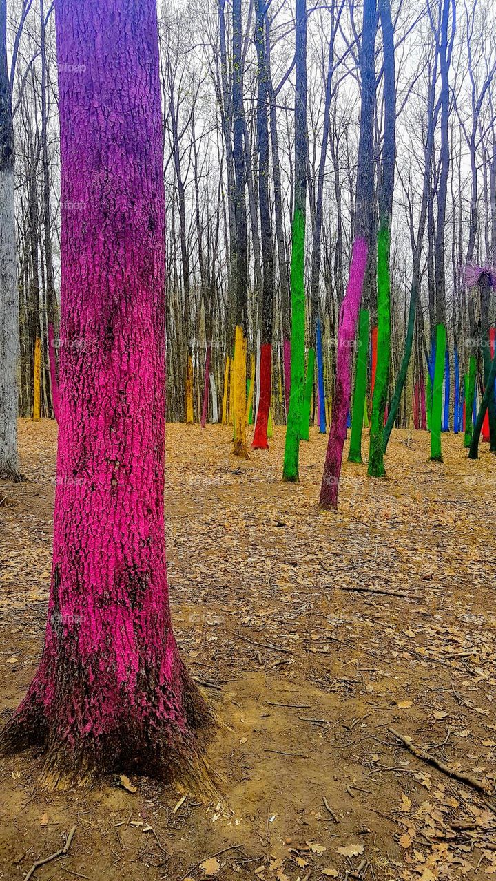 colorful forest, Baia de fier, Romania