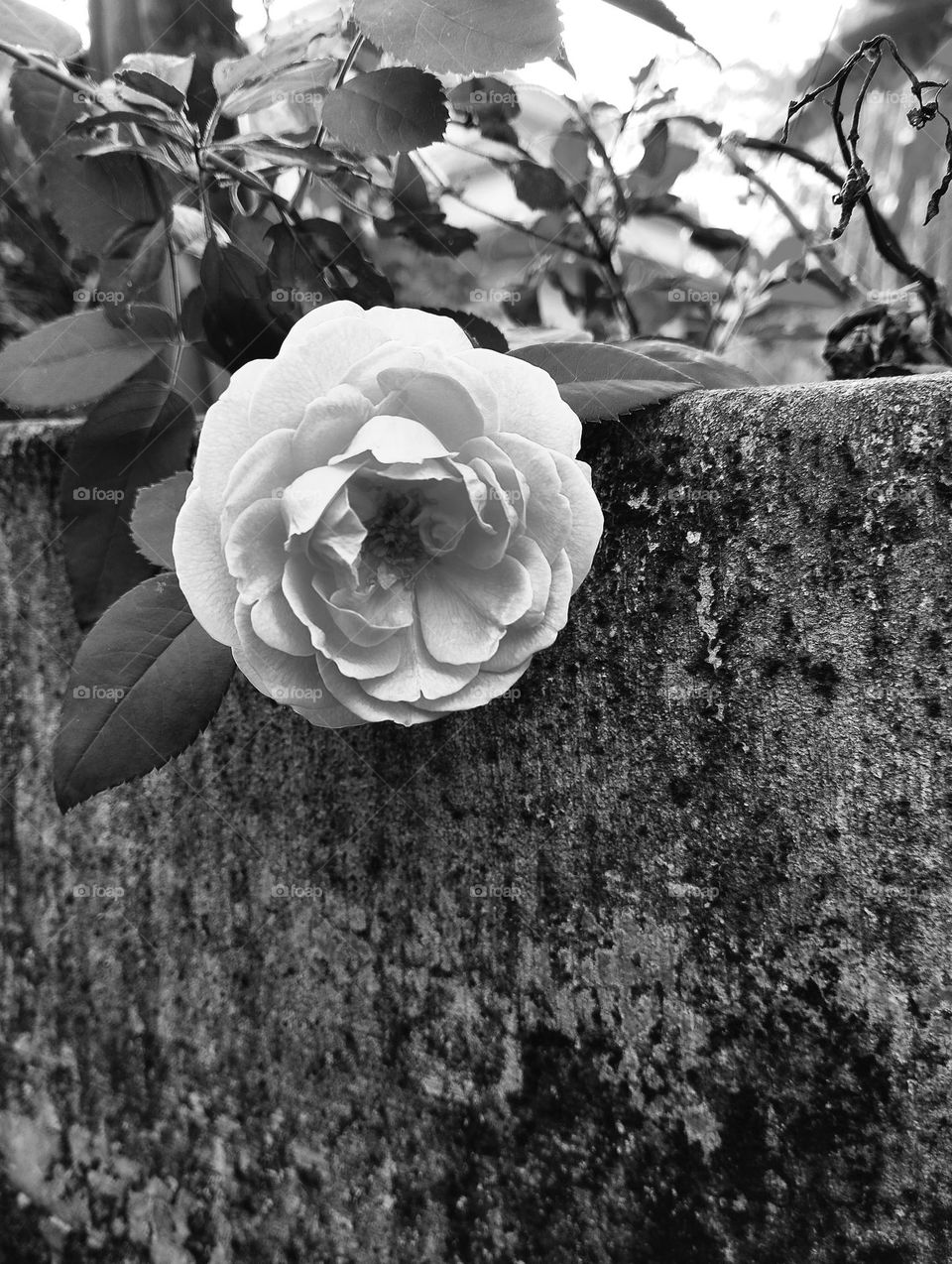 a rose floer on a fence...