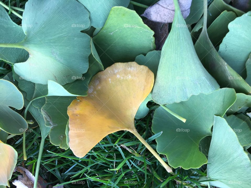 Autumn Ginkgo 