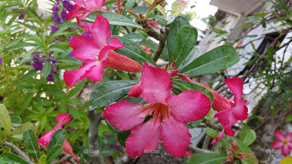 Paling Bagus 14+ Gambar Bunga Kamboja Merah - Gambar Bunga ...