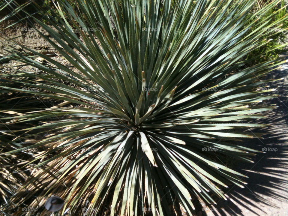 cactus desert arizona sunburst by hurleyg1