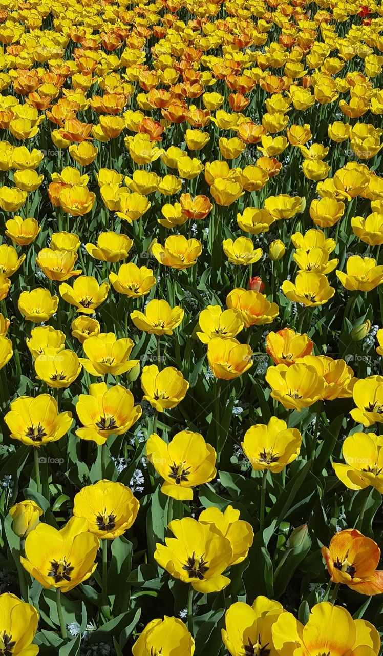 Beautiful yellow tulips field.
