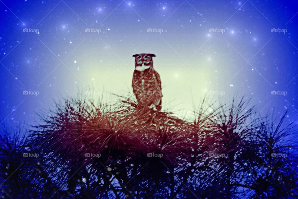 Owl at twilight
