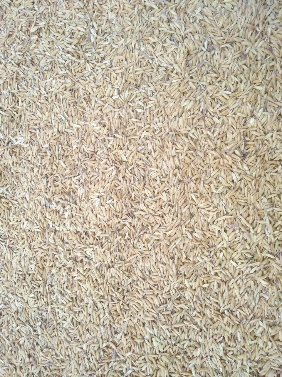 rice grain