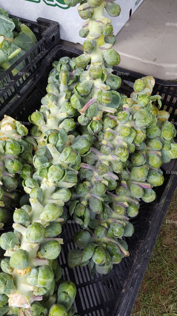 Brussels sprouts