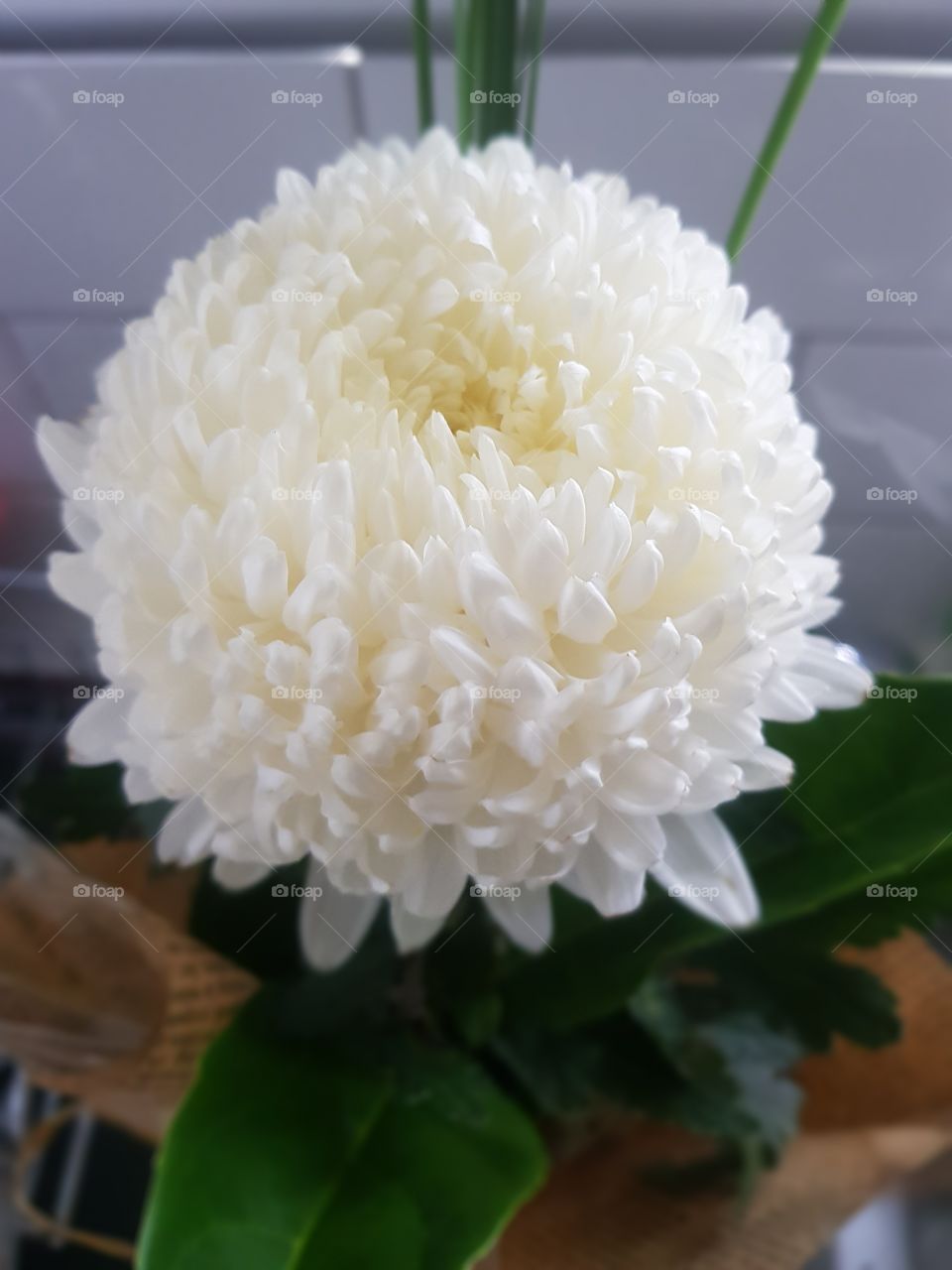 White Dahlia