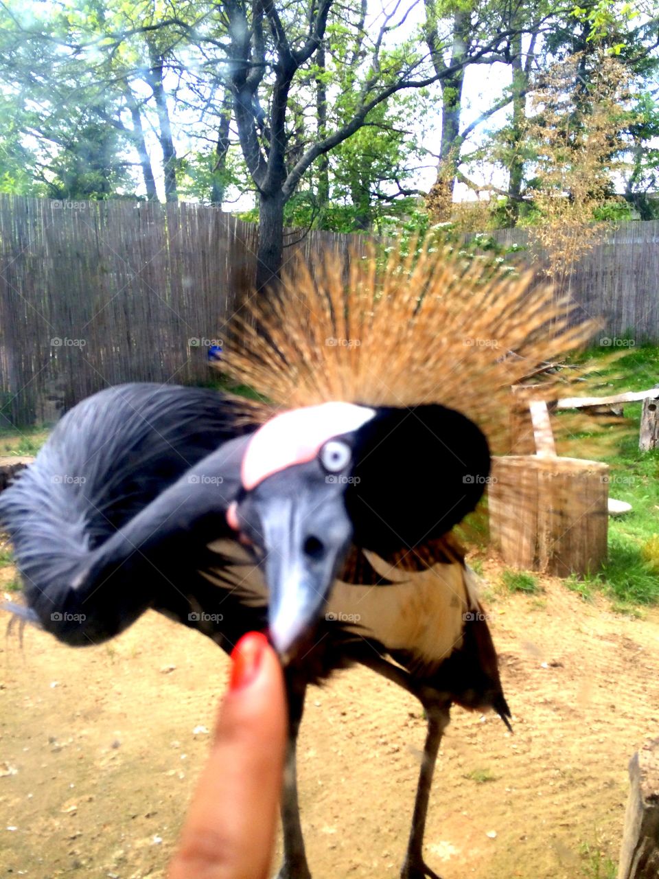 Hello!. Crowned Crane greeting us at the glass at the zoo.