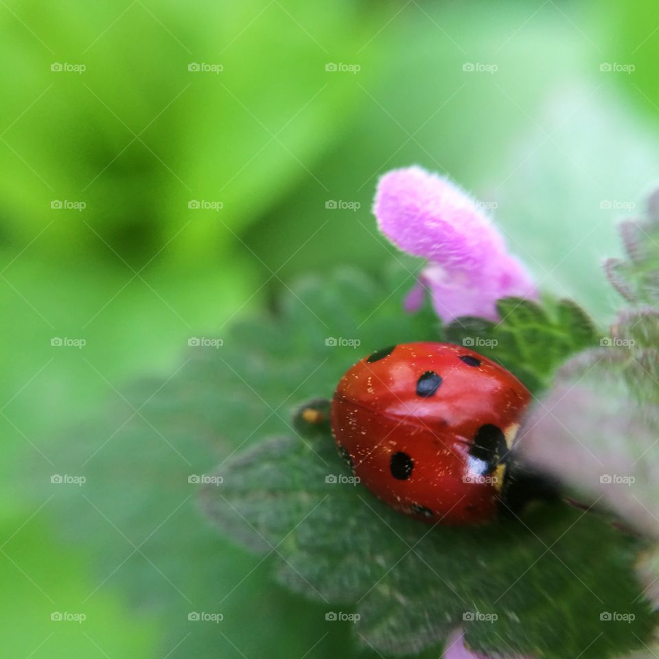 Ladybug on leaf