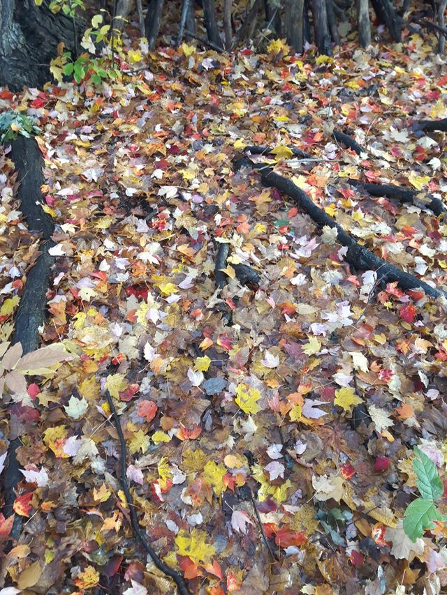 Autumn treasures