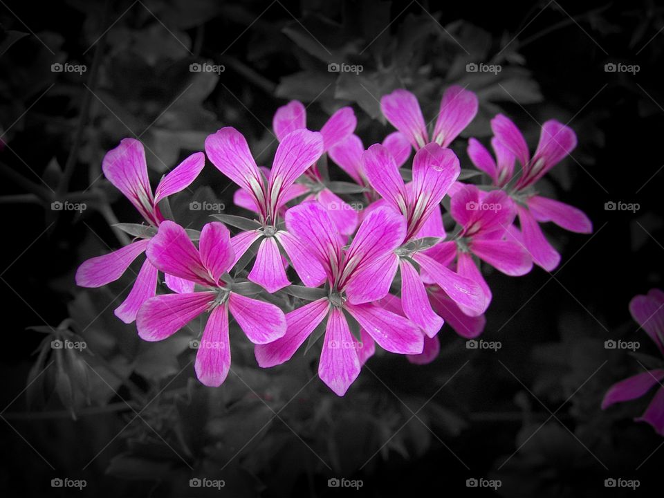 pink flower