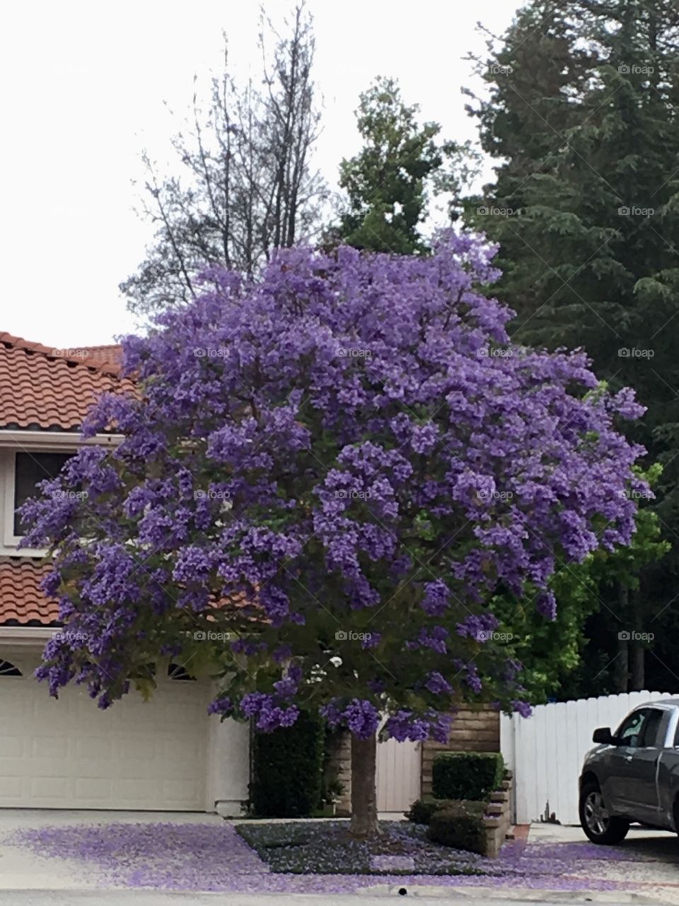 The good and the bad - Jacaranda