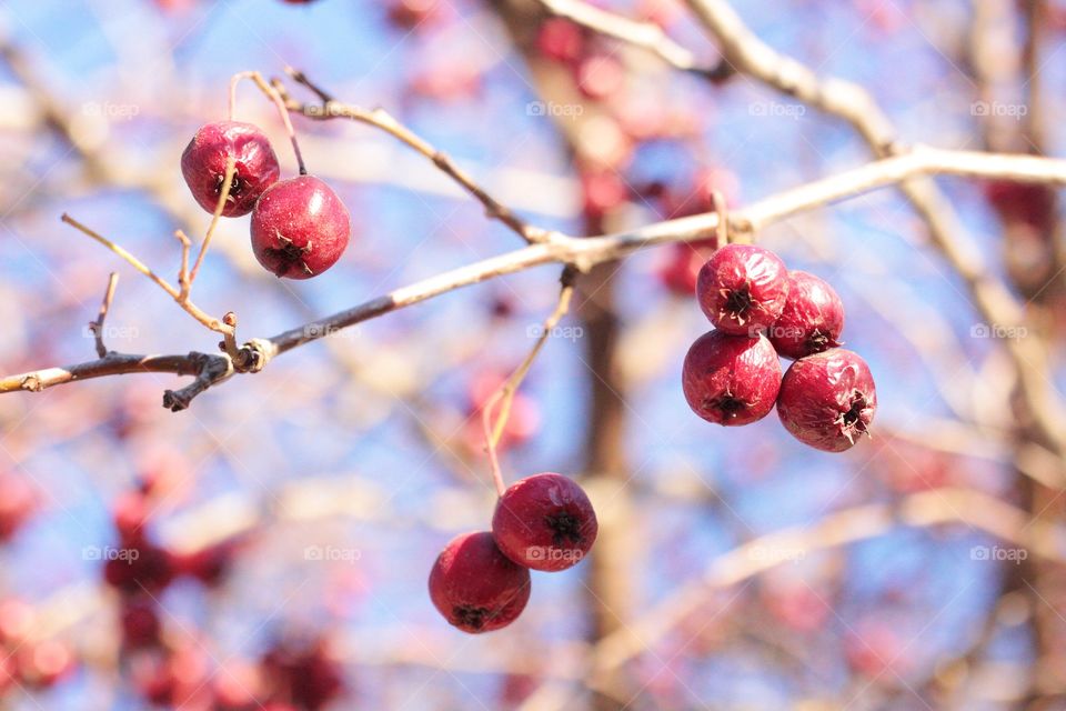 Winter berries 