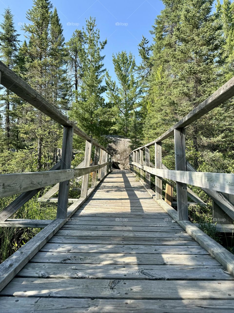 Boardwalk on a forest trail 