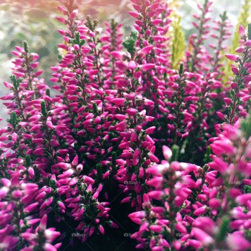 Close-up of pink flower