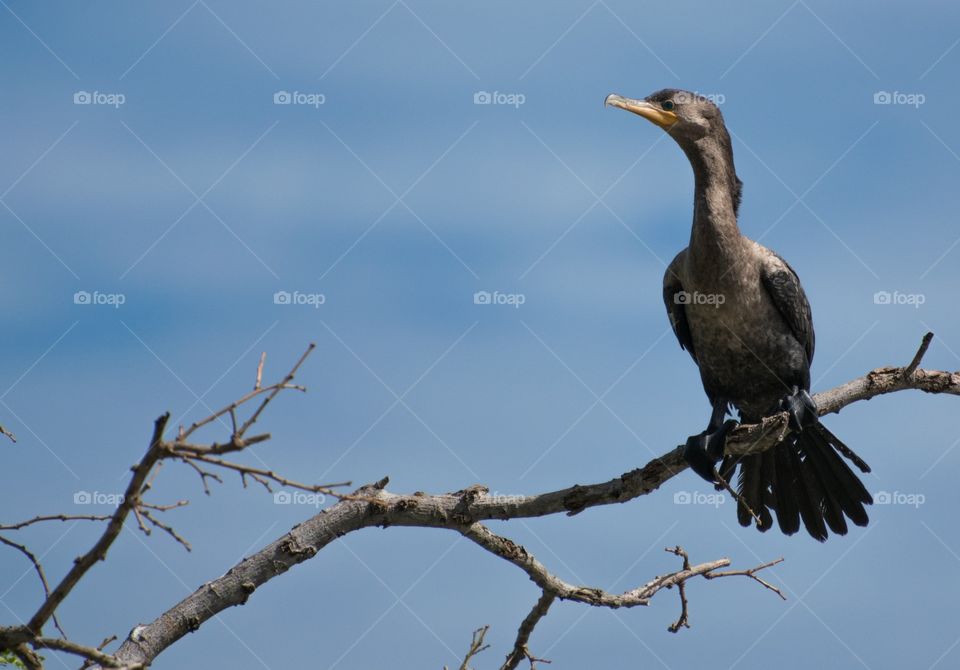 PANTANAL MS BRAZIL