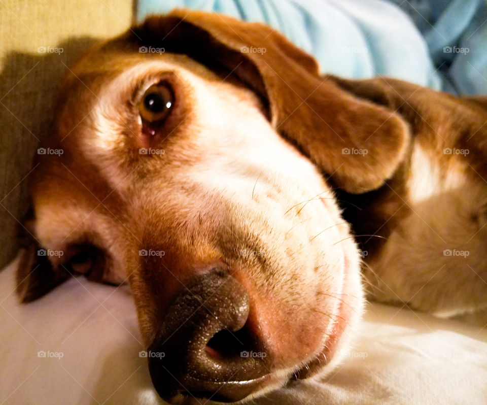A tired beagle is a good beagle