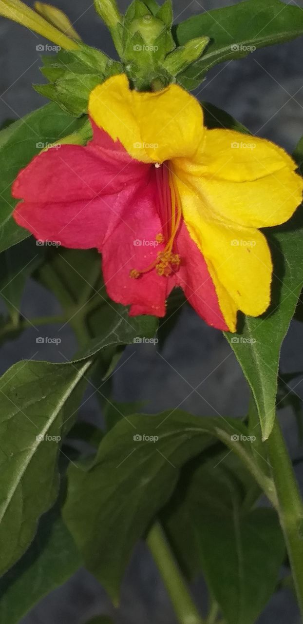 "Nomoshom gul" "nomoshom Flower"