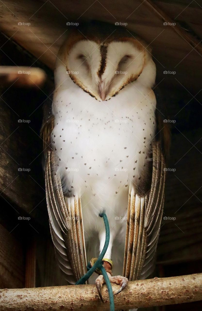 Under the safety of it’s tree house, a barn owl sleeps away the day in Washington State 