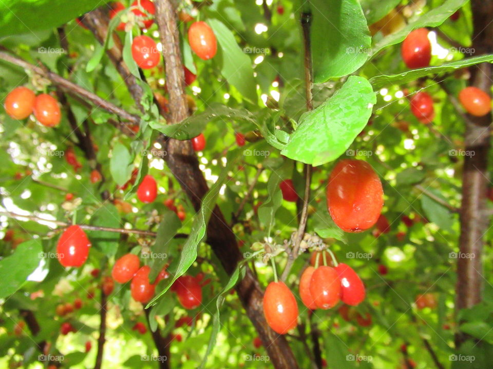 dogwood, red berries