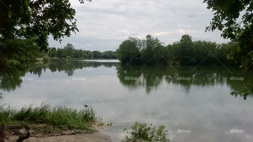 a duckling in a lake surrounded by beautiful nature