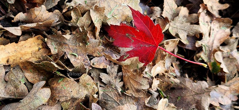 bright yellow leaf on top of a pike of dry brown leaves in an Oregon park on an Autumn afternoon