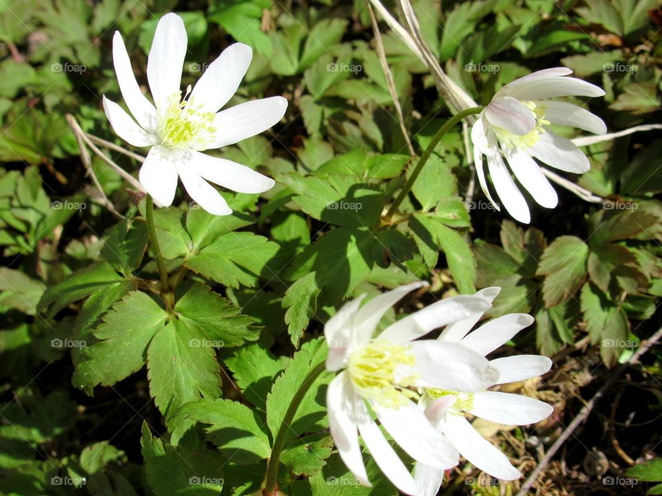 first spring forest flowers -sleep-snow-dispersed in the Urals in Russia